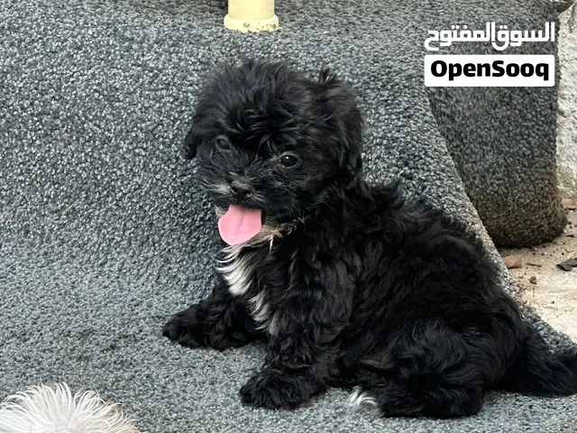 Teacup black maltipoo  normal malitpoo black  is ready for a new home