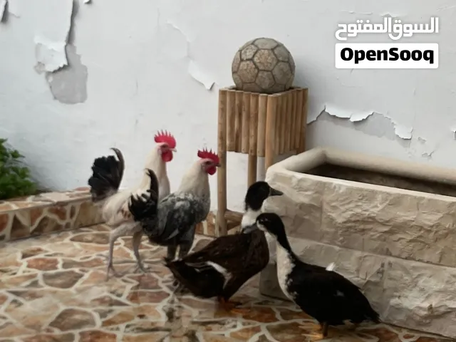 بطتين وديكين للبيع فالخبيصي