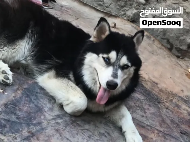 كلب هاسكي دكر