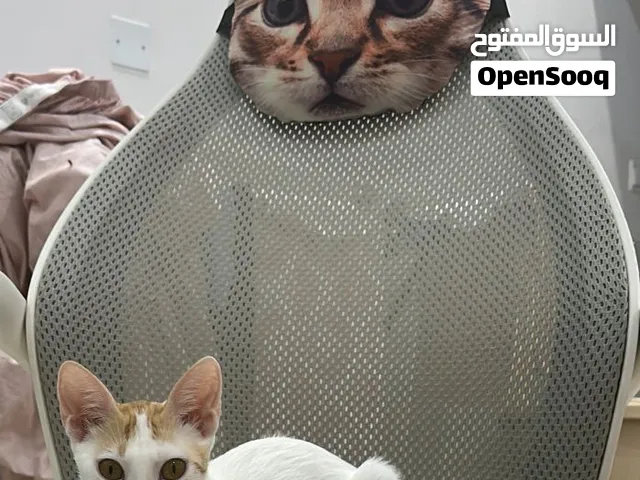 Kitty looking for a home