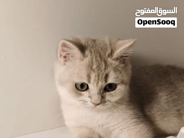 سكوتش ستريت