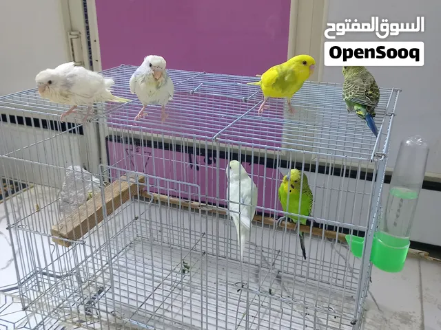 طيور حب عدد 6  اليفات ربه مع القفص 60 الف وبيهن مجال