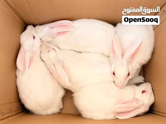 ارانب ذكور للبيع