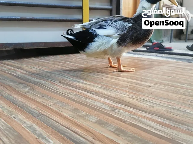 بشه اخضيري ذكر. بيع او امراوس ابسمان