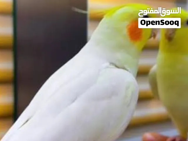 أقره الوصف مهم لمراوس