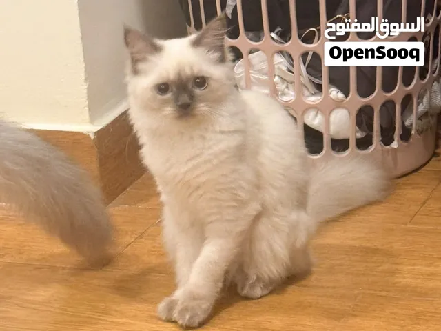 Persian Ragdoll for Sale