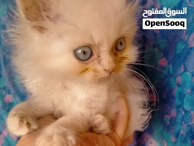قط هيمالايا اورنج عنده 45 يوم