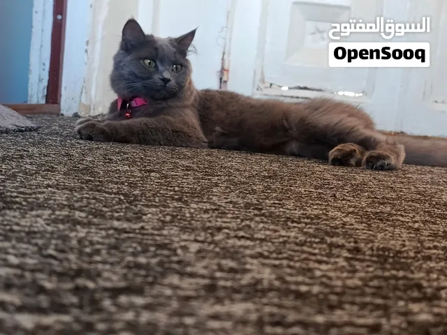 قطه بريتش بيور لون مميز بتجنن مع اغراضها