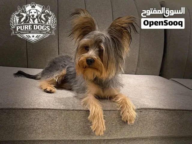 كلب يوركشاير