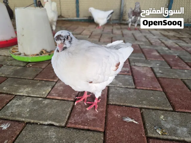 مجموع الحمام 12