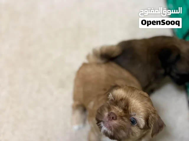 Shitzu x Chihuahua