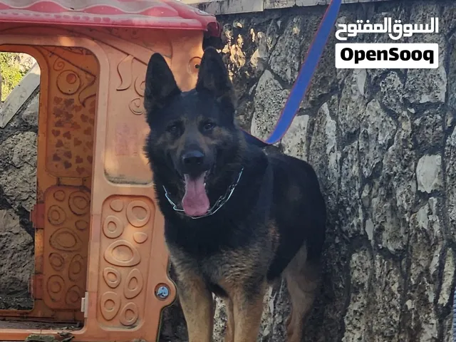 كلب جيرمن شيبرد عمر 2سنه مدرب طاعه شراسه حراسه للبيع