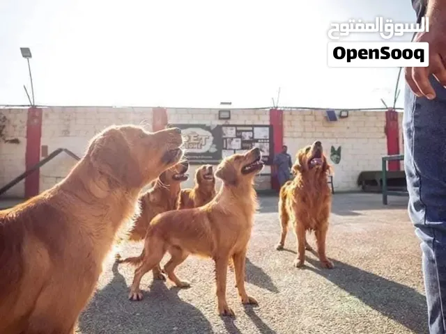 التدريب الصحيح يبني شخصية كلبك، يزيد ثقته بنفسه، ويجعله أكثر هدوءًا وطاعةً في مختلف المواقف.