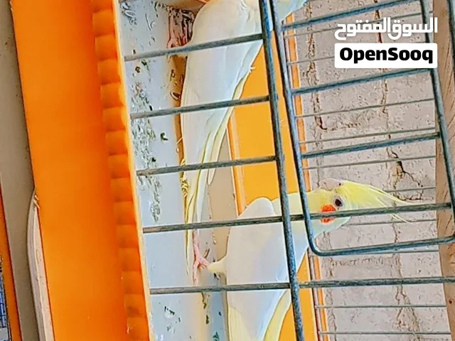 كوكتيل لاتينو انتاج مكفول 100%