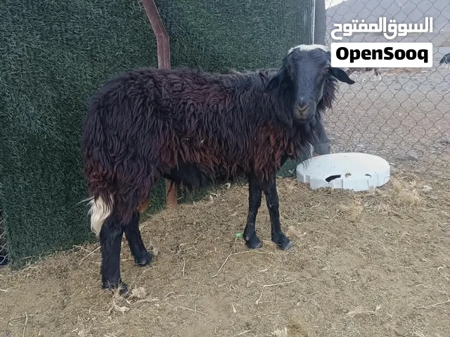 كبش عمره سنه و8 شهور للبيع