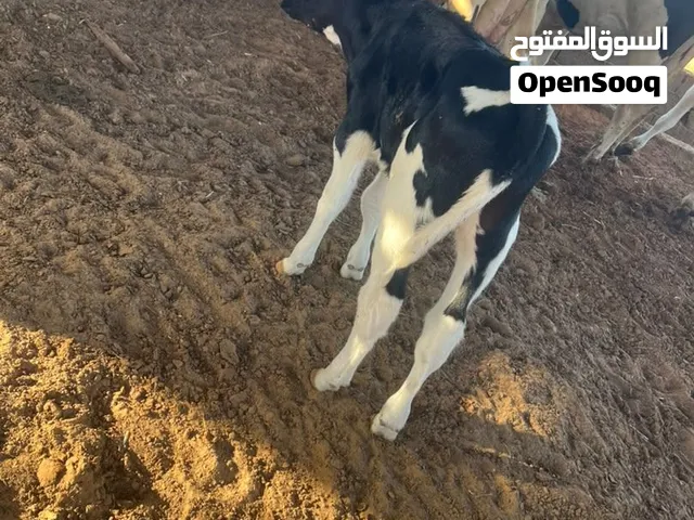 عجل للبيع ... عمره 15 يوم