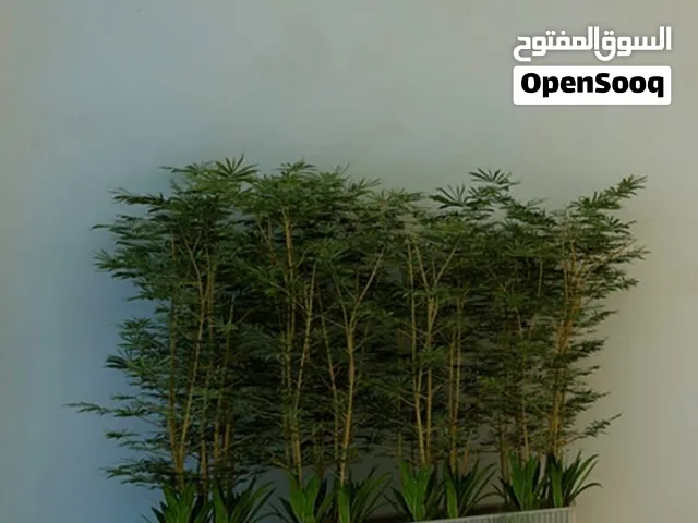 شلالات نوافير. وحدائق
