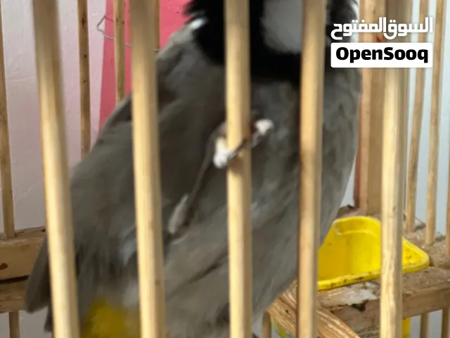 بل عراقي ابيض الخدين