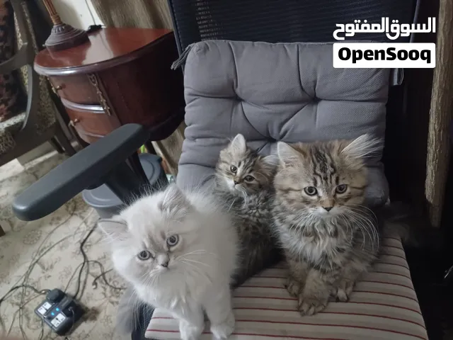 قطة شيراز مع سكوتش للبيع