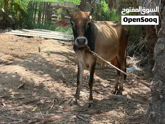 عجل للبيع او البدل ب بقره ذاهبه او تحتها ولد