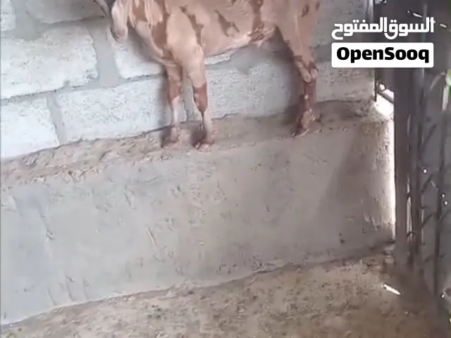 للبيع جدي صلالي