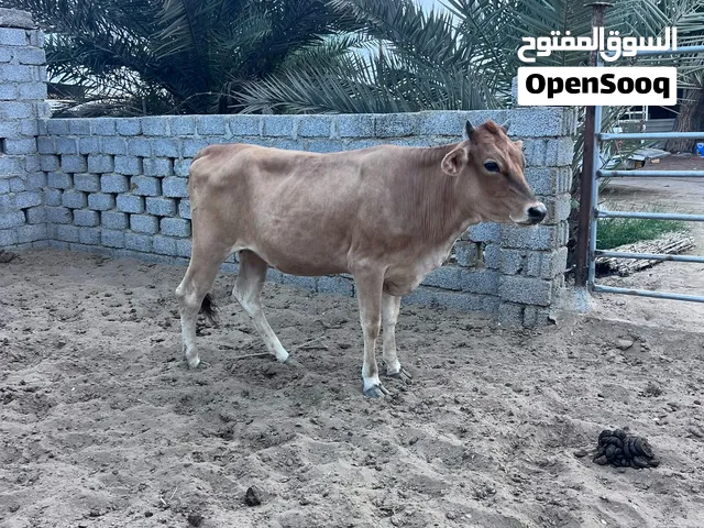 للبيع بقره جيرسي جاهزه لثور أمورها طيبه