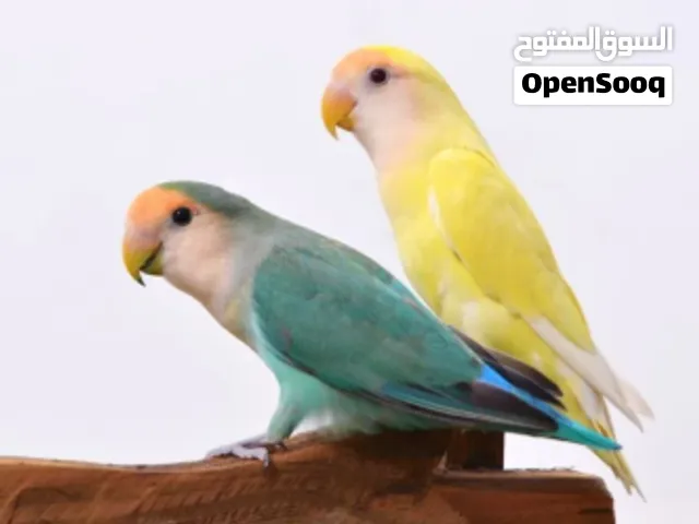 مطلوب طيور زينة للتبني المؤقت (فترة سفرك أو انشغالك) - رعاية ممتازة ومجانية لتعرف اكثر اقرا الوصف