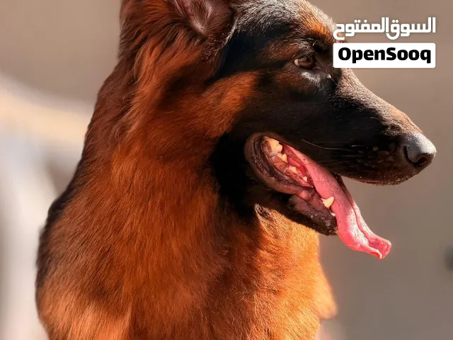 German shepherd female