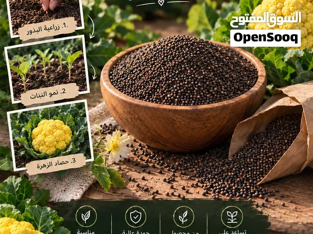 بذور قرنبيط بلدية