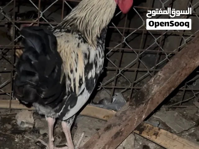 ديج دندراوي عمر 6 اشهر