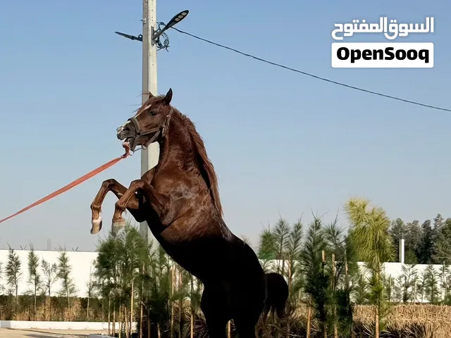 خيل عربي أصيل بأوراقه ولاية واد سوف