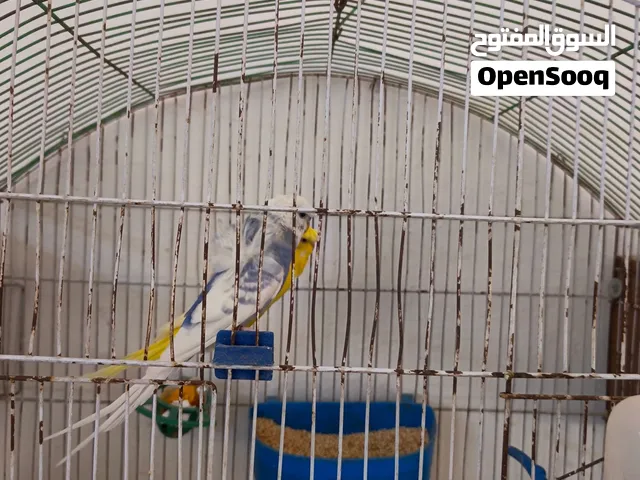 جواز هوقو رومو صافي شغال بالزرقاء