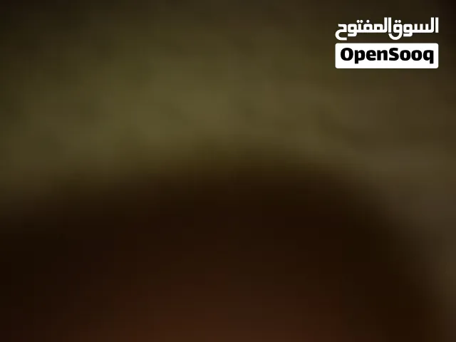 مطلوب قط زينه صغير للبيع او تبني