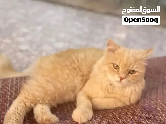 اقرا وصف  حاجه ربي يبارك نضيفه