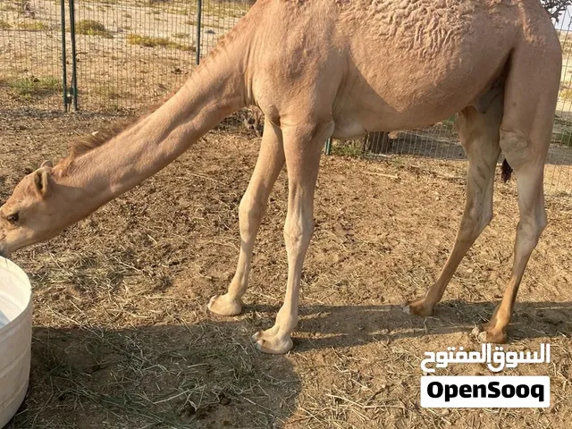 قعود مامركوض للبيع