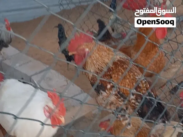 ديوك Roosters