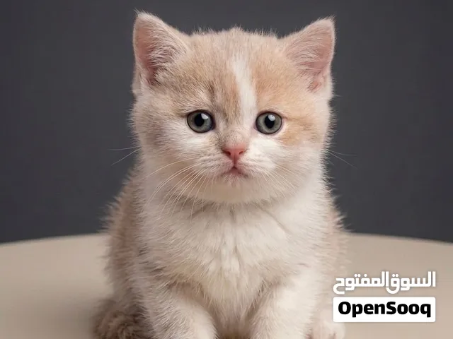 قطط سكوتش فولد ستريت الوان نادره للبيع