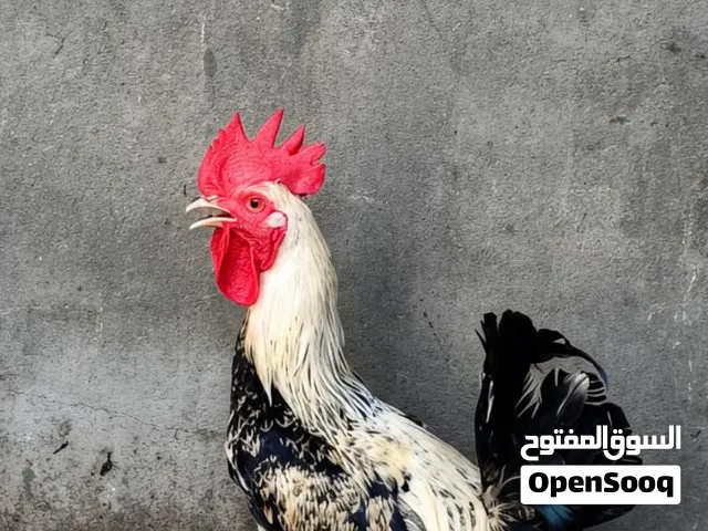 للبيع  ديوج عربي و أبو رگيبة   للبيع ديوج تربية بيت،معتني بيها من الصغر،شوف الوصف