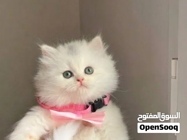 كل مدن ليبيا تواصل واتساب شيرازي  مون فيس بيور وبره كثيفه أطراف قصيره  العمر 50يوم