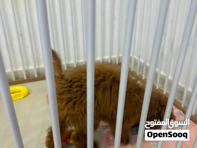 توي بودل لعوبة جداً واليفة وحالتها فوق الممتازة ما شاء الله