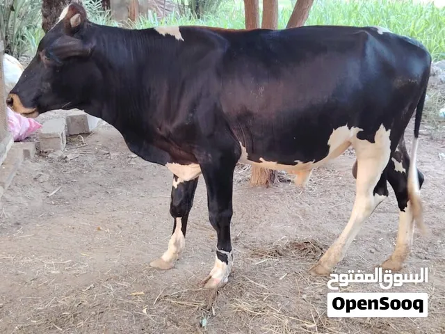بقره عشار حادره وثور نمساوي الأسعار في الوصف