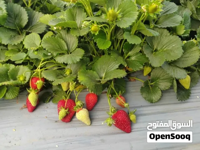 نههالی شلک – فرۆشی تاک و کۆ   Strawberry Seedlings – Retail & Wholesale