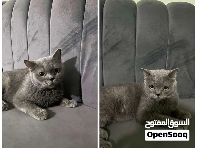 انتي برتش او ستريت استراد تركيا مرفق صور لانتاجها سابقا اقرا الوصف التواصل خاص فقط