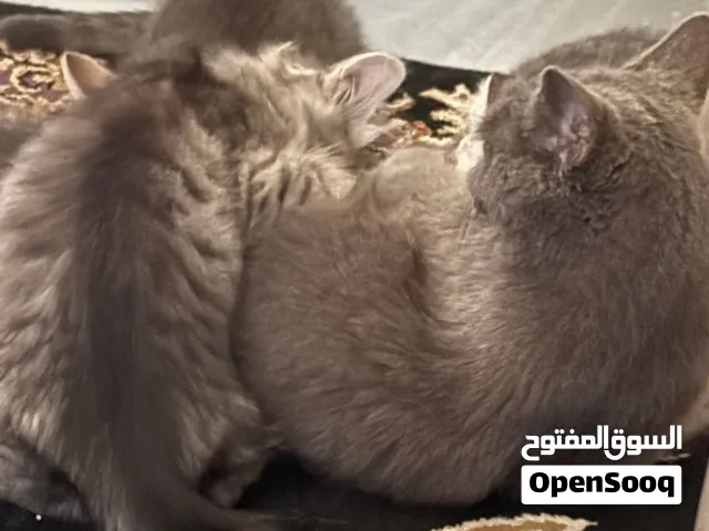 قطة بريتيش مع 3 اطفالها للتبني