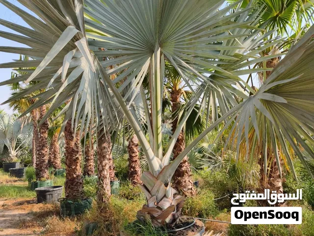 Bismarckia Palm نخلة البيسماركية