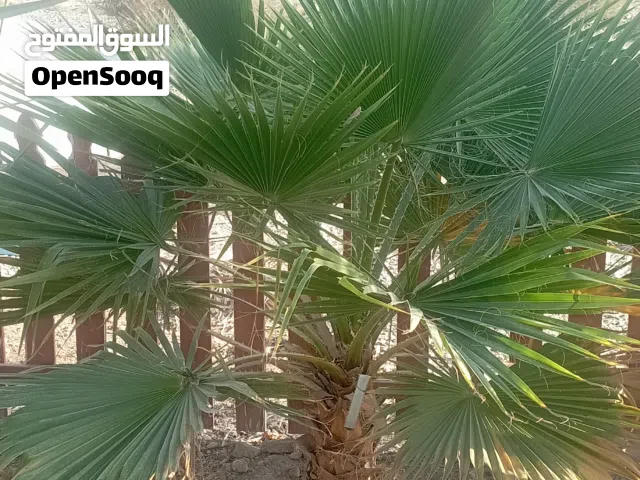 شجر واشنطونيا