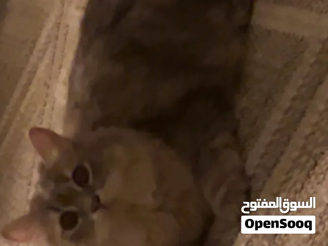 قطه شيرازي انثى عمرها 9 شهور للتبني