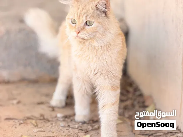 قط شيرازي للبيع ساومو