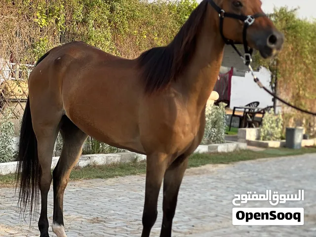 Horsy for sale