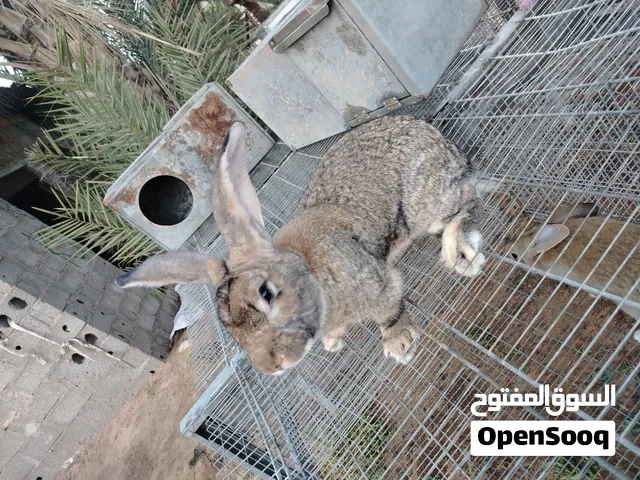 اقفاص ارانب إيطاليات